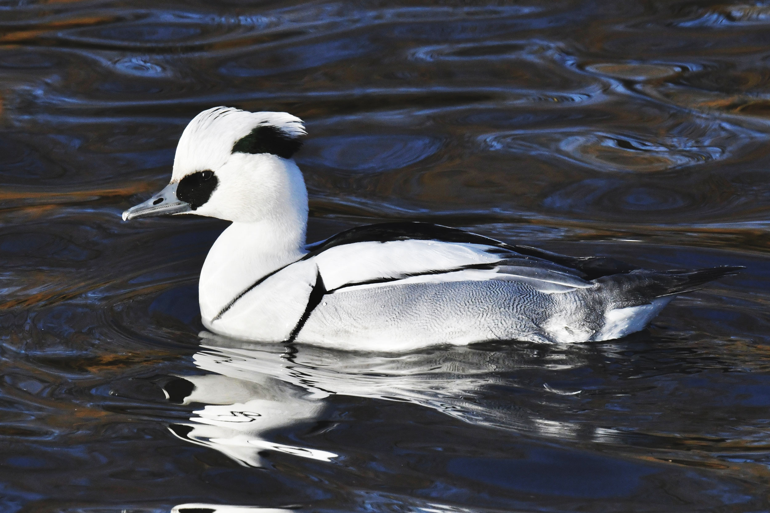 A black and white duck with a black marking around the eye floating in water