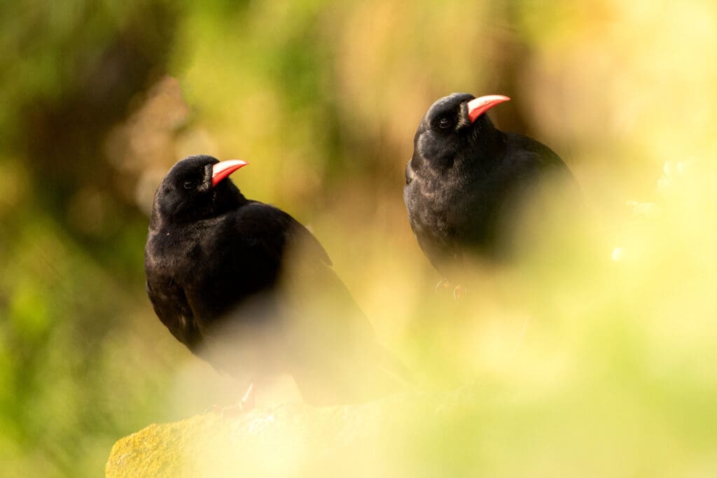 Two Choughs