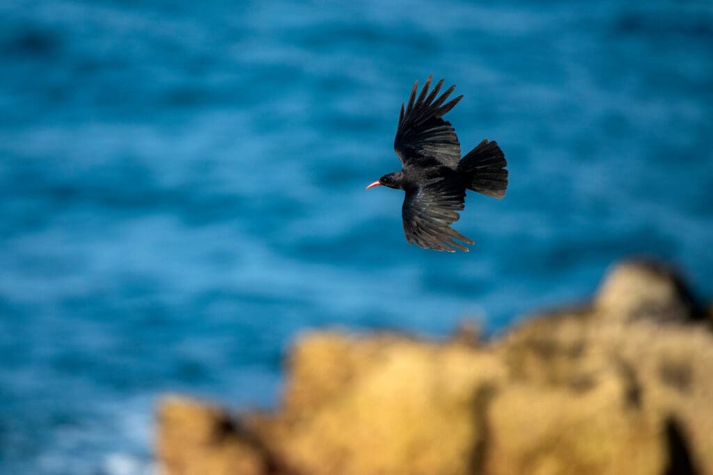 A Chough in flight.