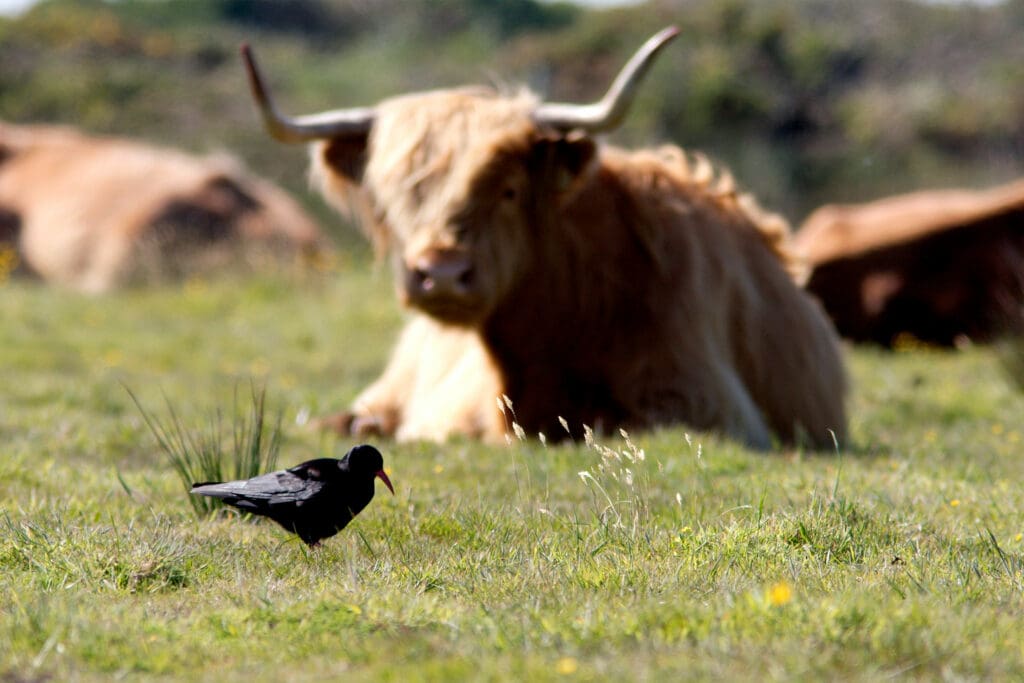 Chough and cattle.