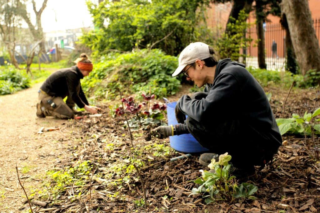 Gardeners planting cyclamen, which grows from bulbs.