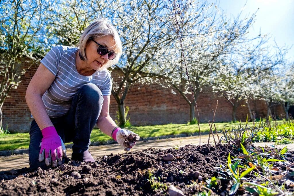 A woman crouching down, planting on her allotment.