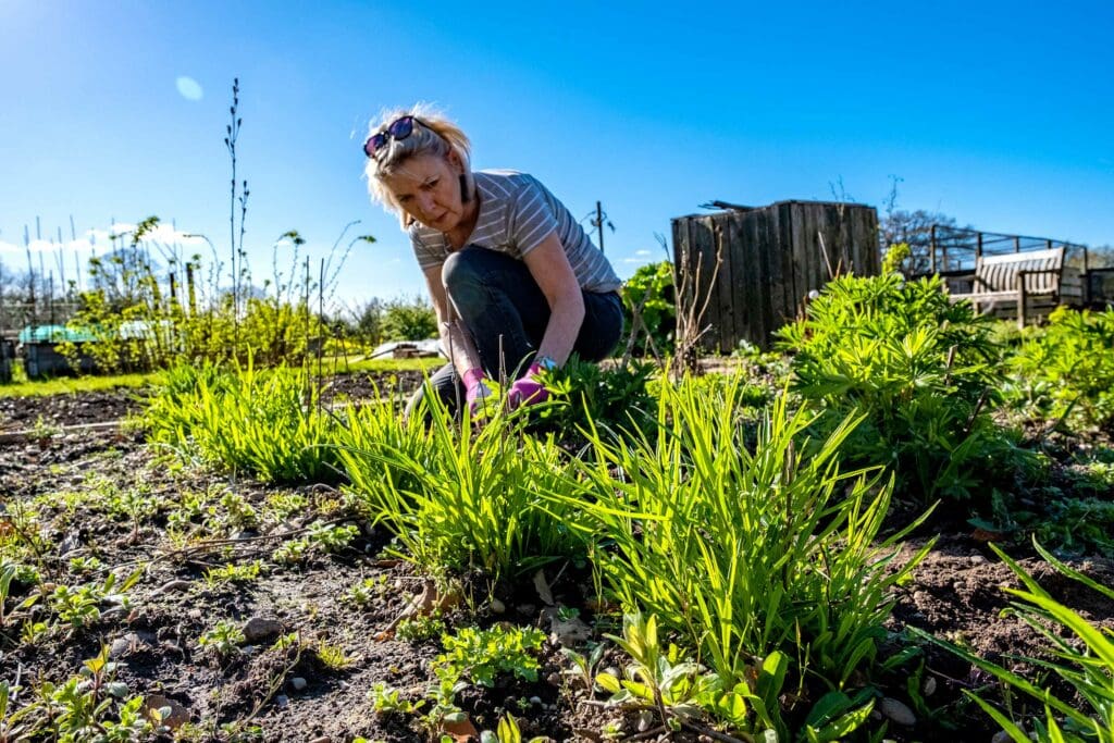 A woman planting in a different area of her allotment.