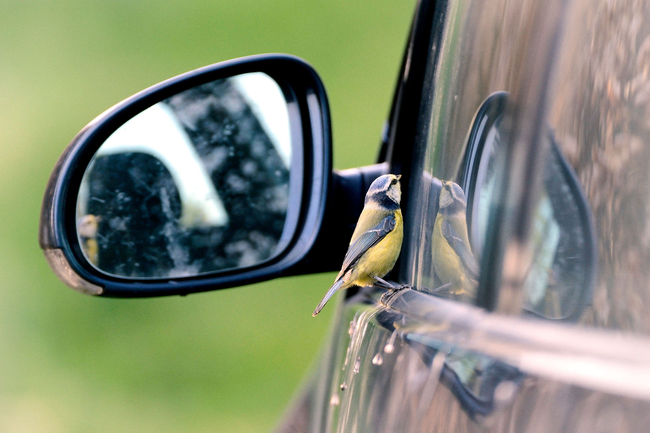 Blue Tit pecking at a car window.