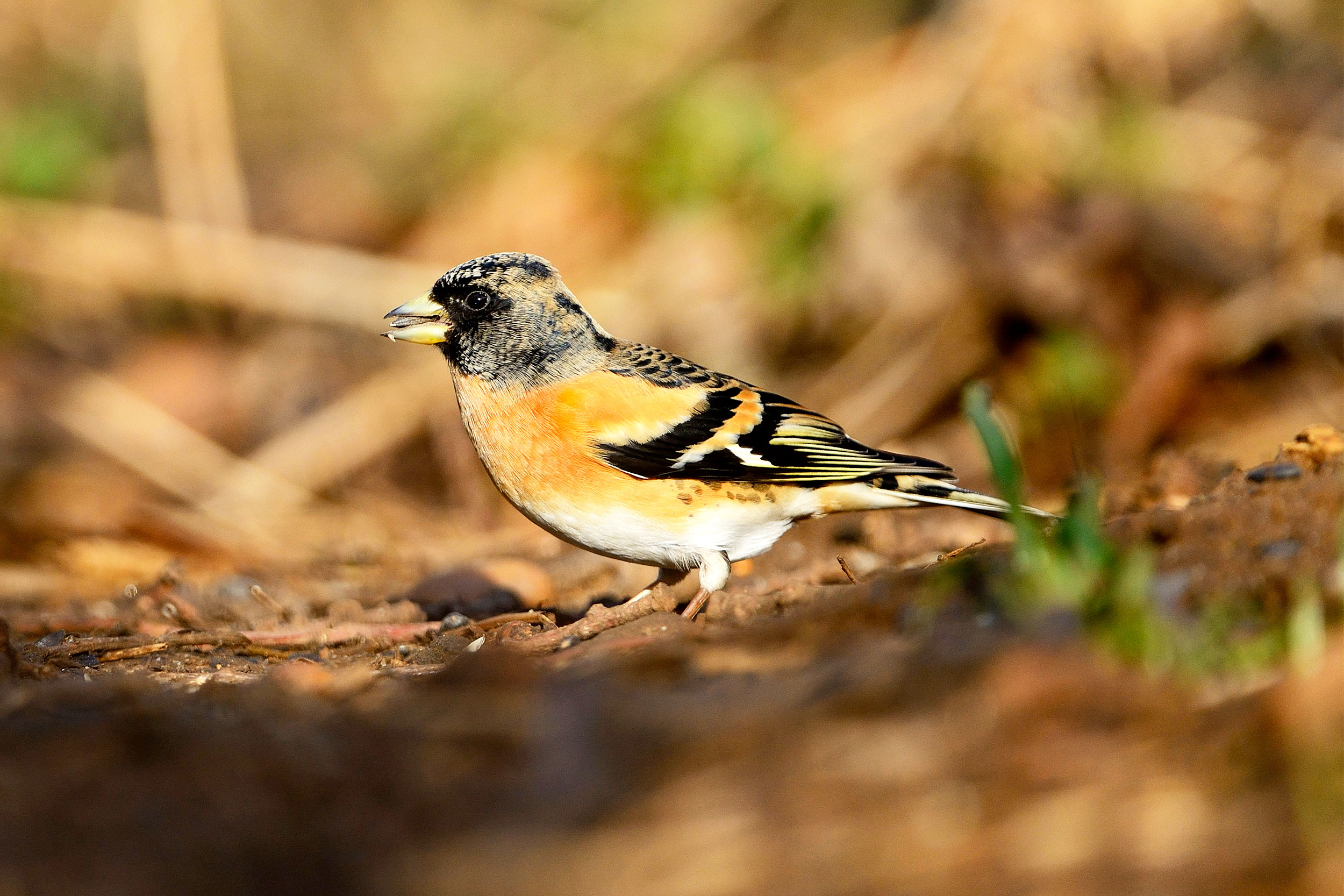 Brambling on the ground.