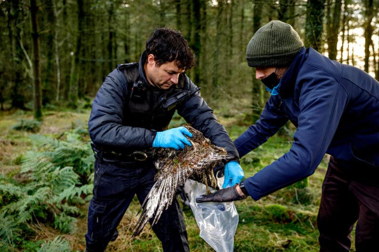 The RSPB Investigations Team at work.