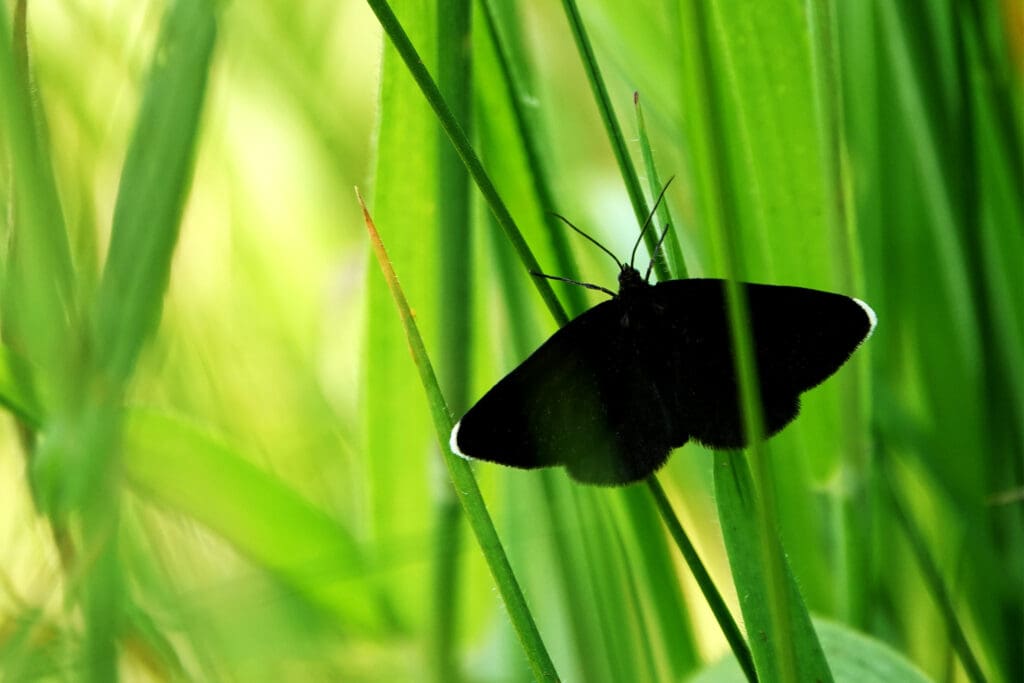 A Chimney Sweeper moth on some grass, enjoying the sunshine