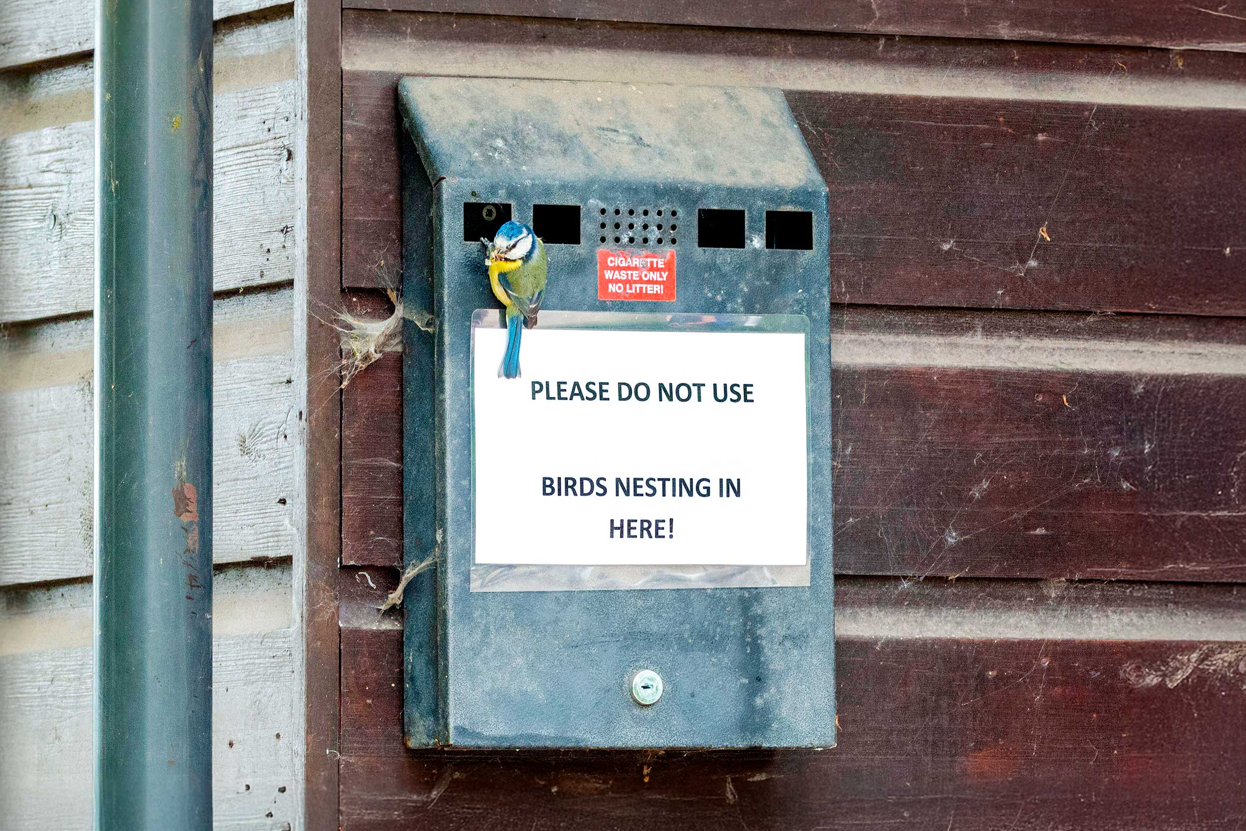 A Blue Tit making a nest in a cigarette bin.