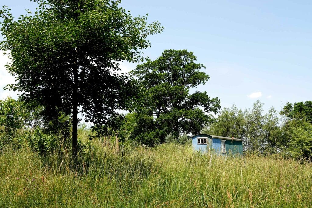 Trees dotted around the forest garden's meadow areas.