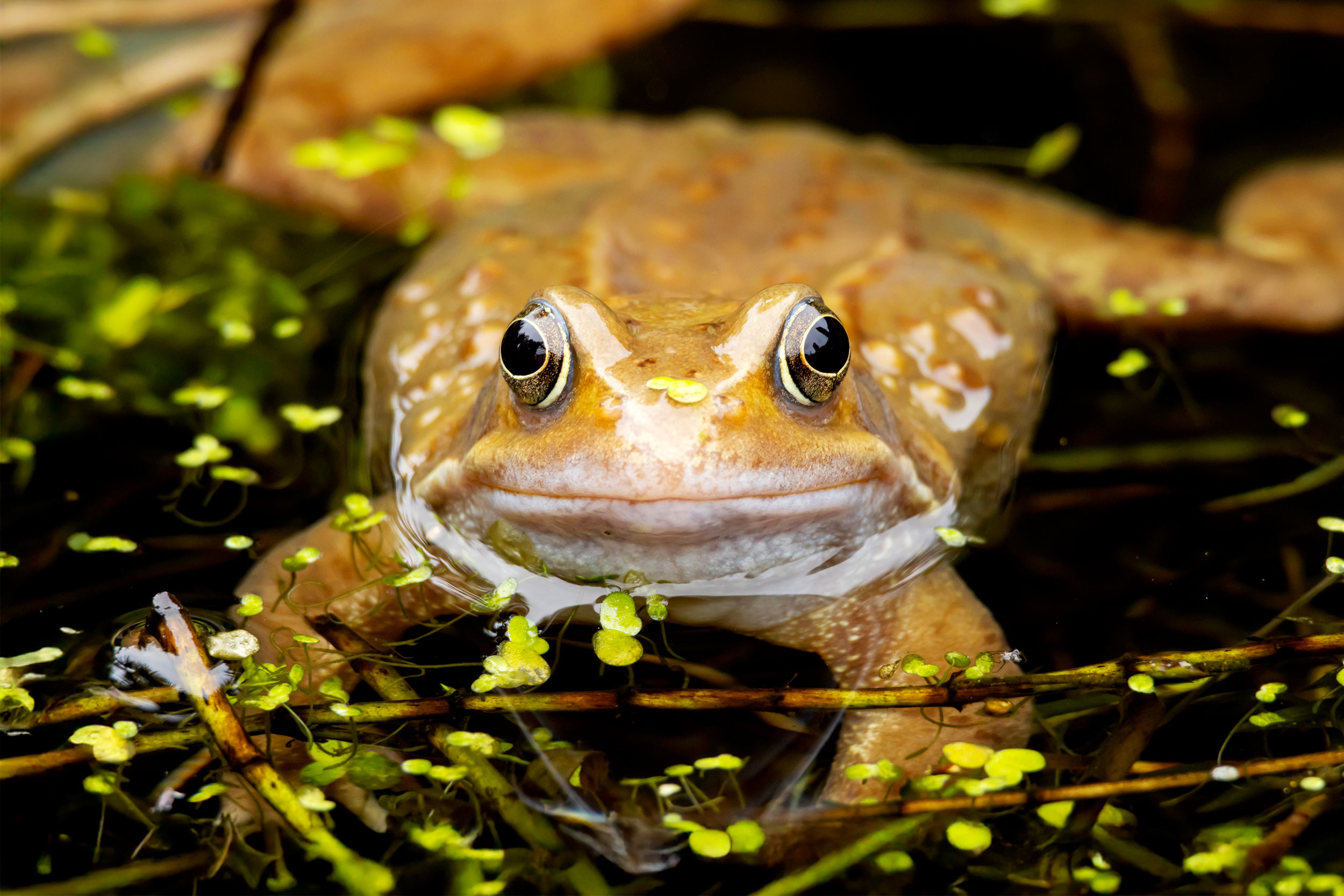 A Common Frog in