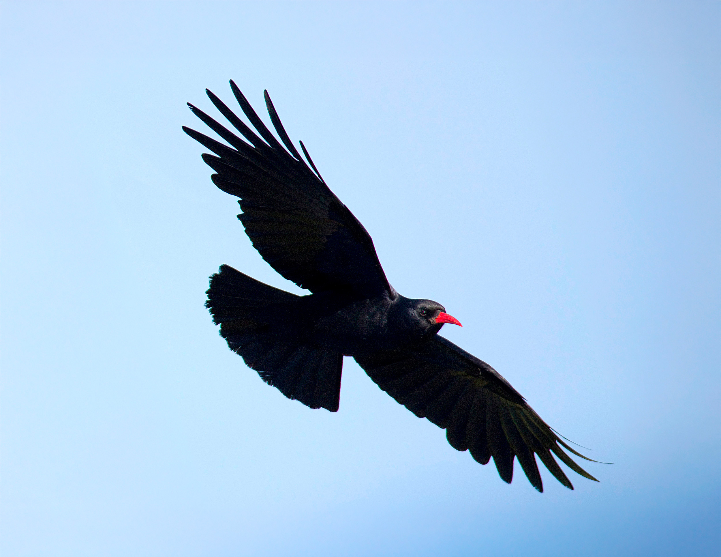 A Chough in flight against a pale blue sky