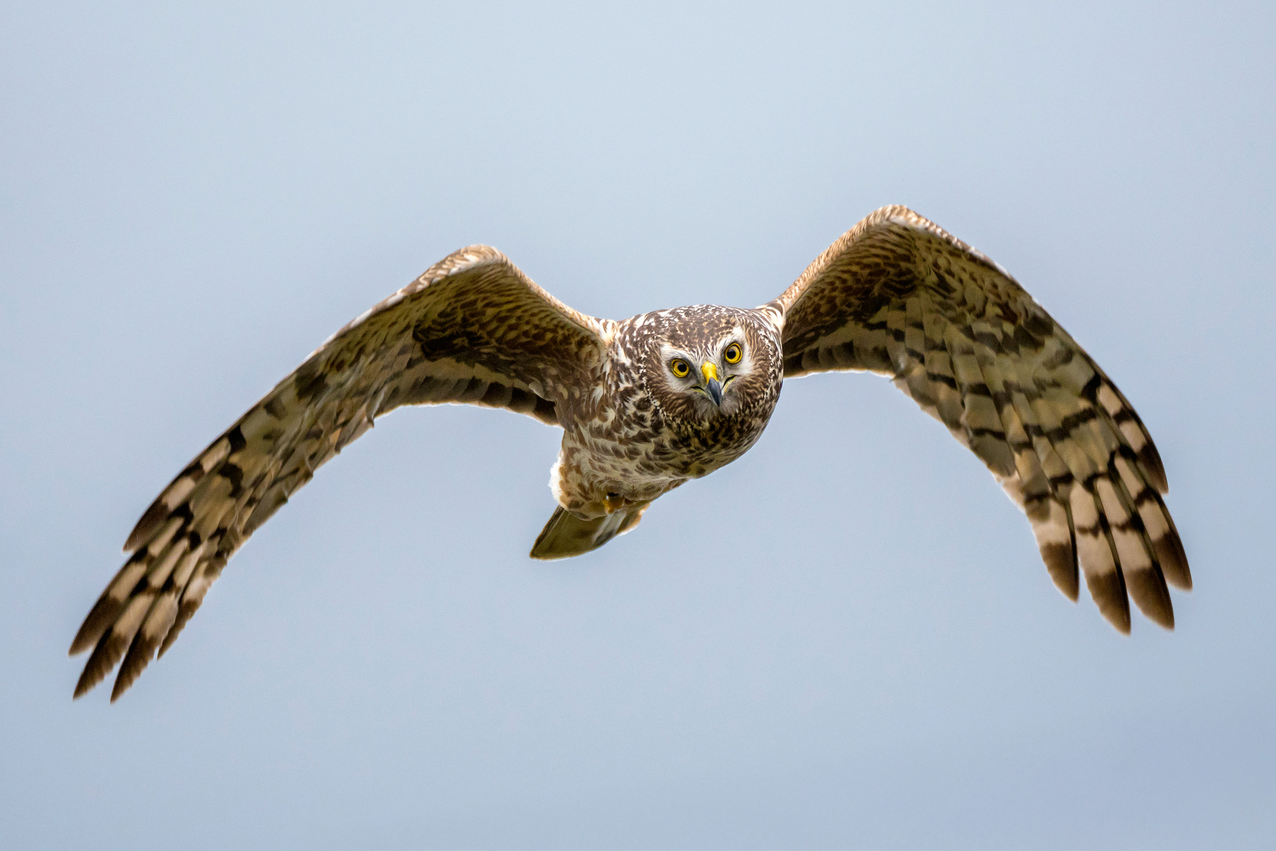 A Hen Harrier, one of the birds the RSPB Investigations Team works to protect.