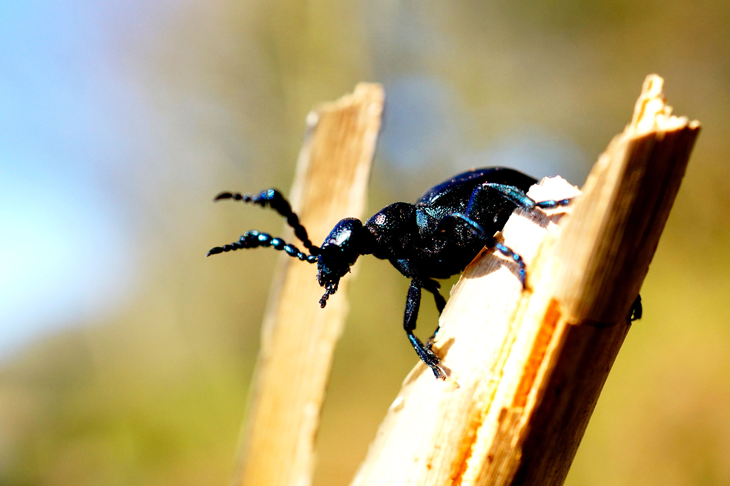 You’ll be lucky to spot a Short-necked Oil Beetle.