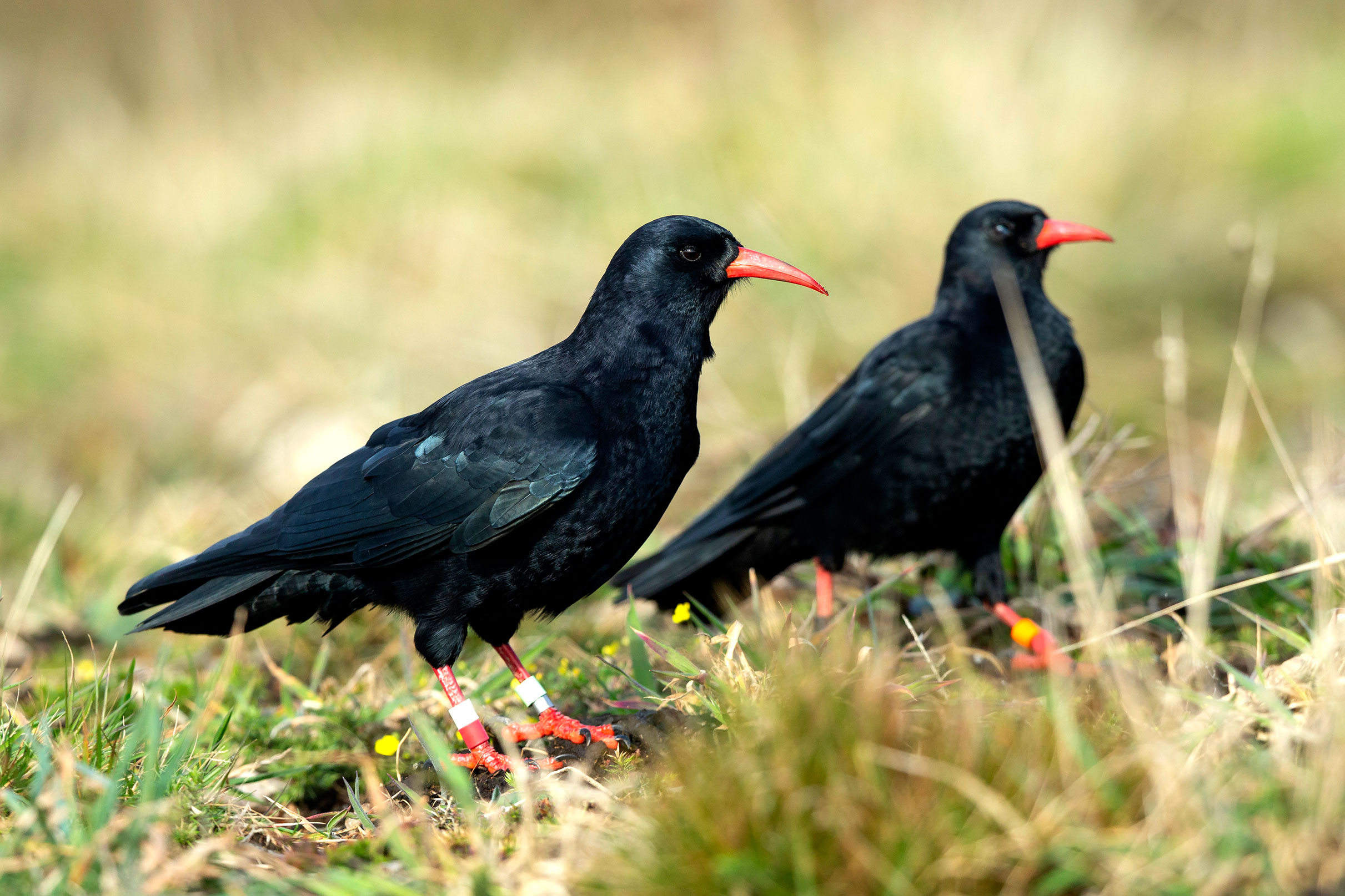 Choughs are seeing breeding success across the UK.