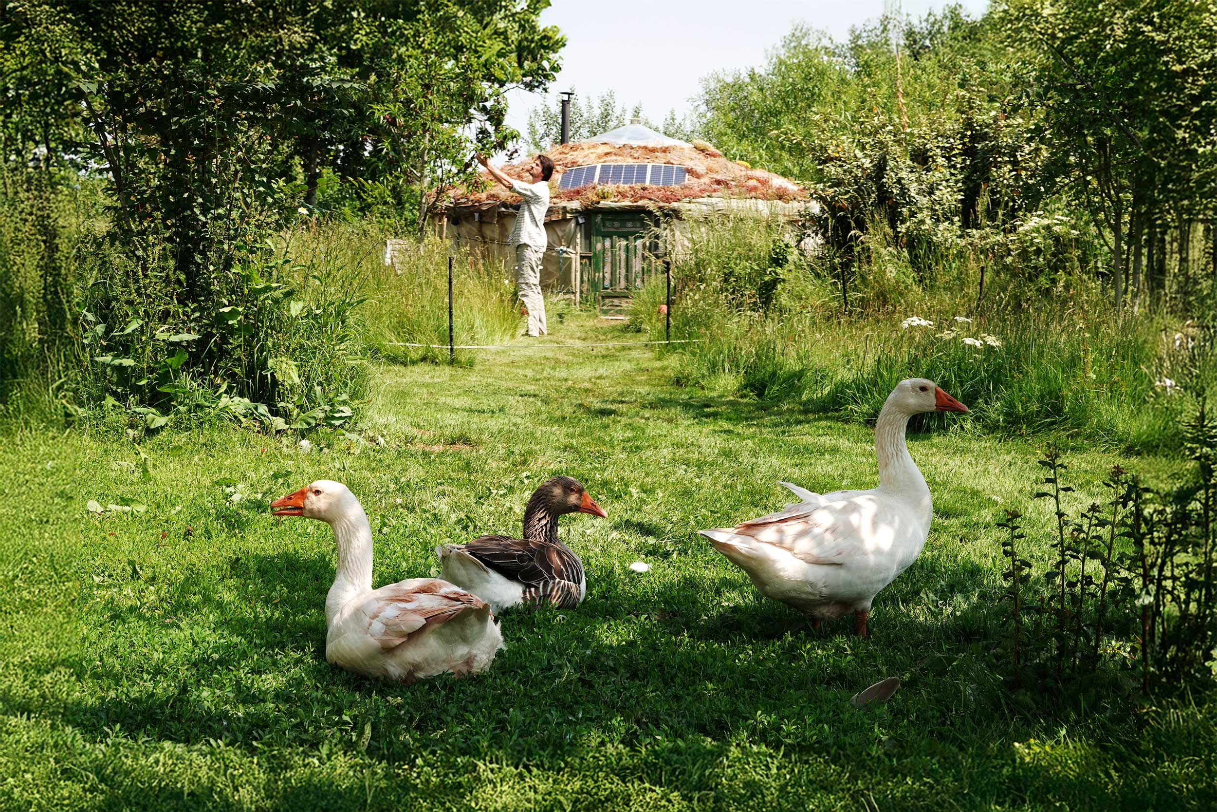 Rob Handy's geese with Rob in the background in front of his yurt.