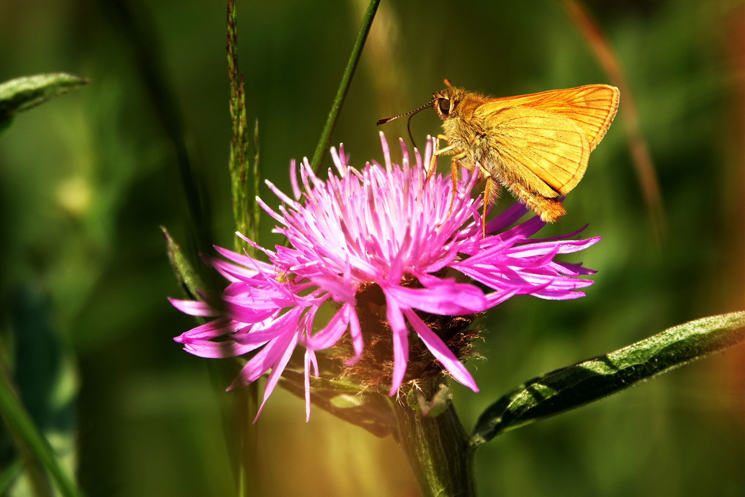 Large Skipper butterfly on Common Knapweed.