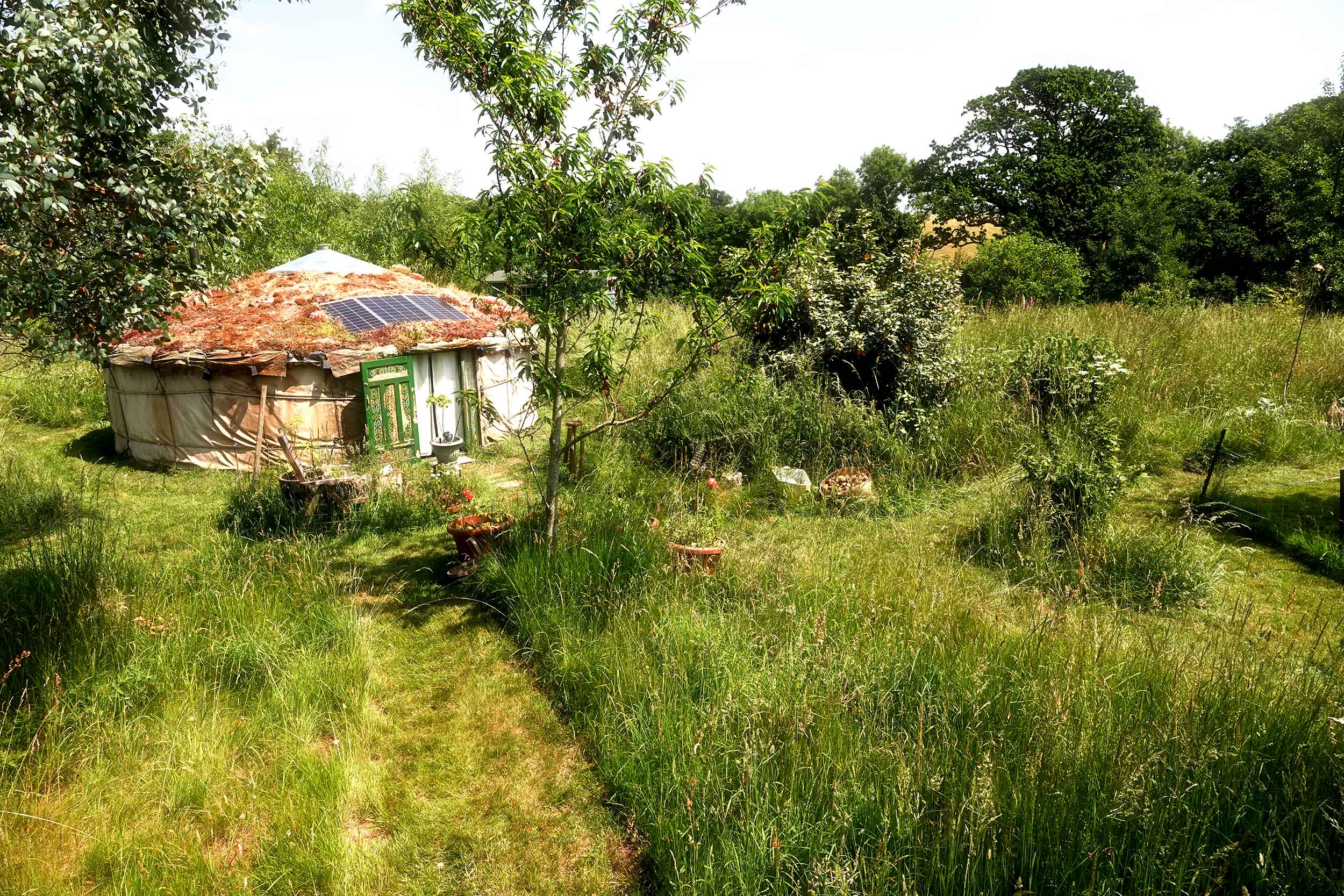 Rob's forest garden, which he documents on YouTube