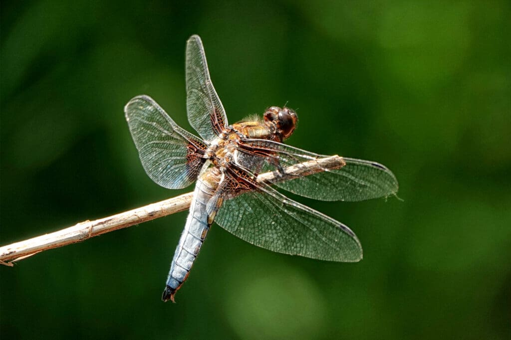 A male Broad-bodied Chaser dragonfly at the forest garden's pond.