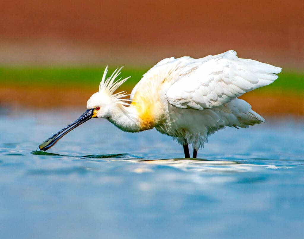 Spoonbill drinking