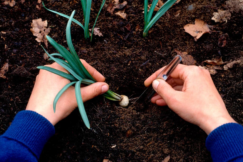 Hands planting a small bulb in soil