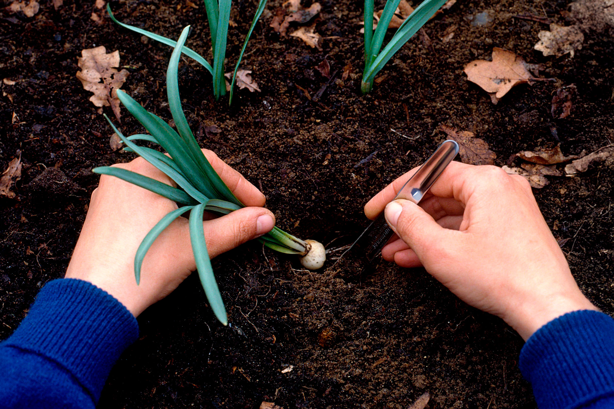 Hands planting a small bulb in soil