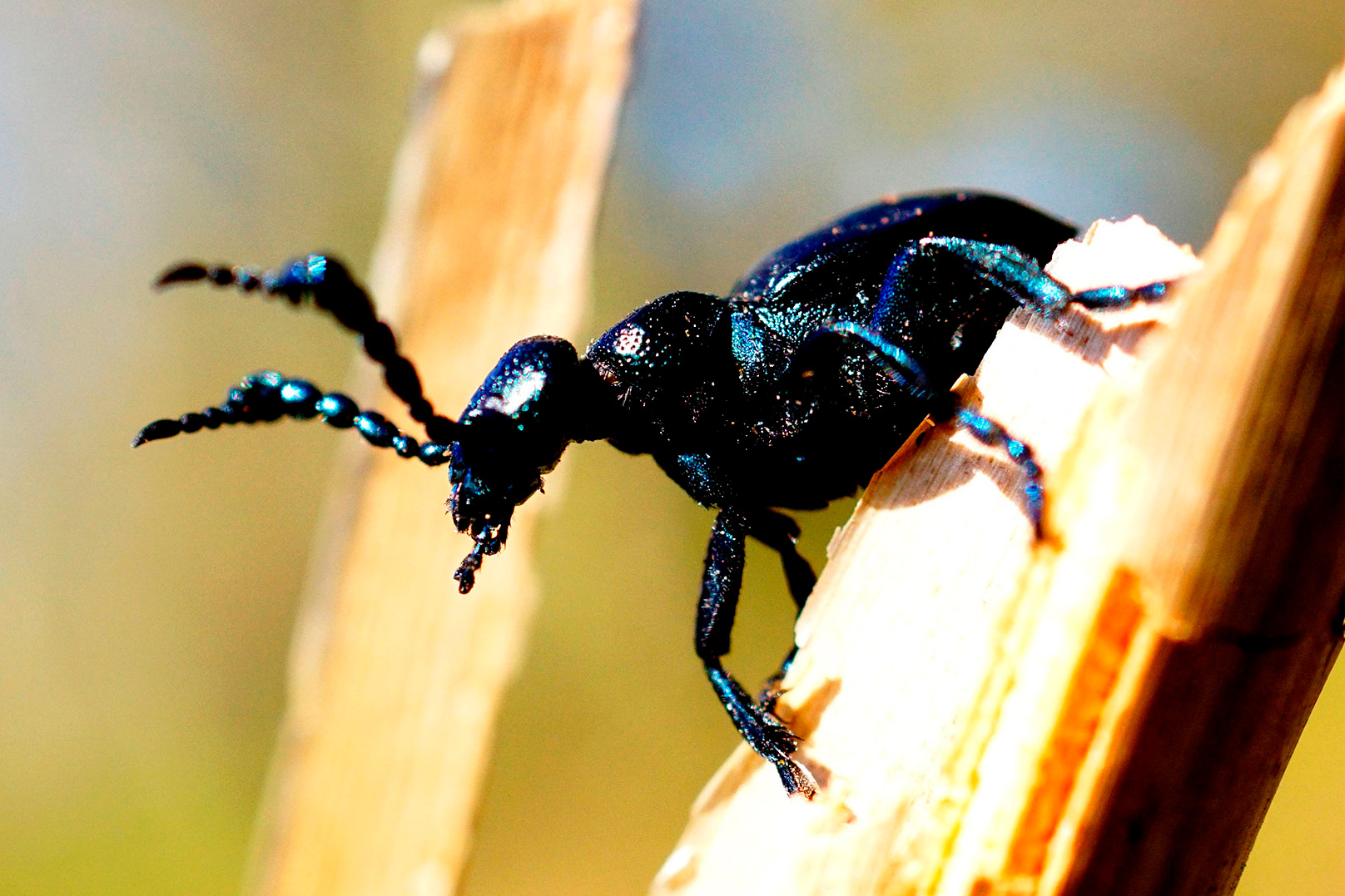 You'll be lucky to find this declining beetle. Look on dunes, sandy heaths and coastal grasslands.