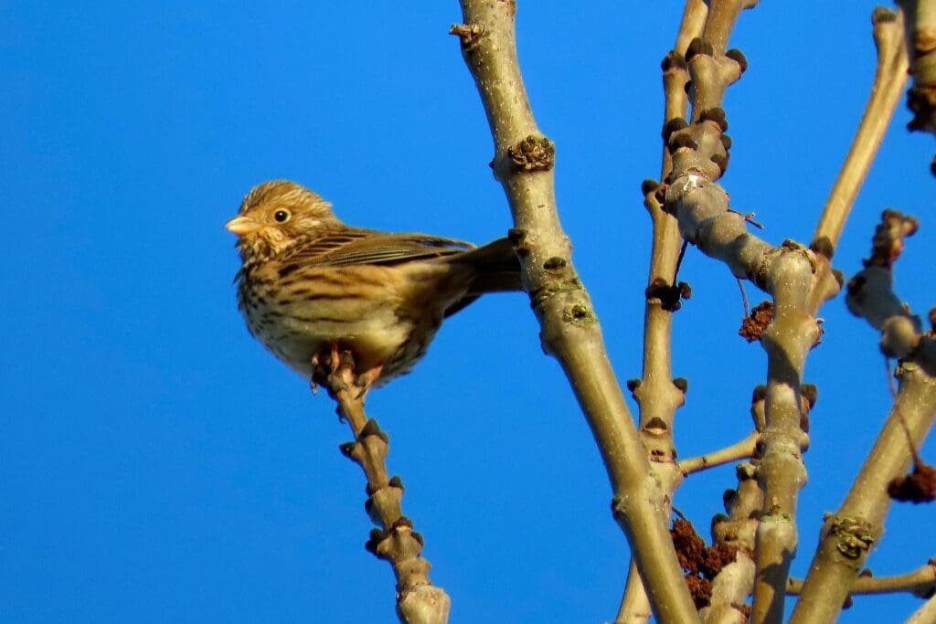 A small brown bird perched among brown twigs, blue sky in background