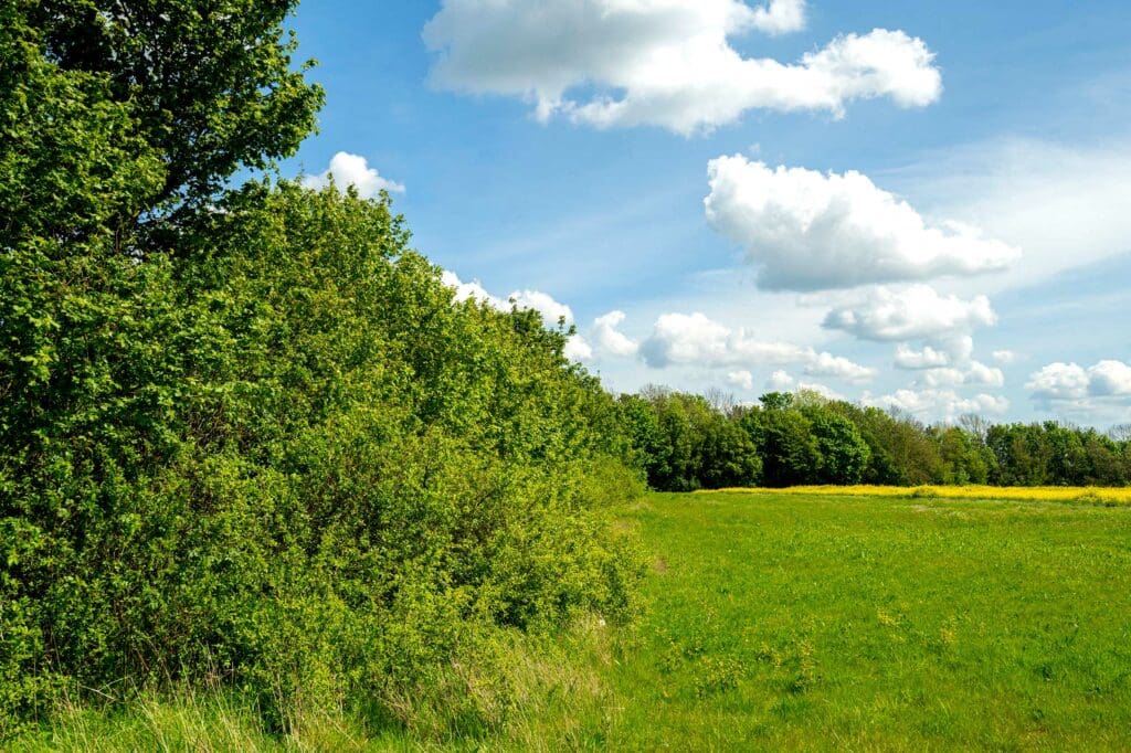 A green hedgerow at the edge of a green field, summer day