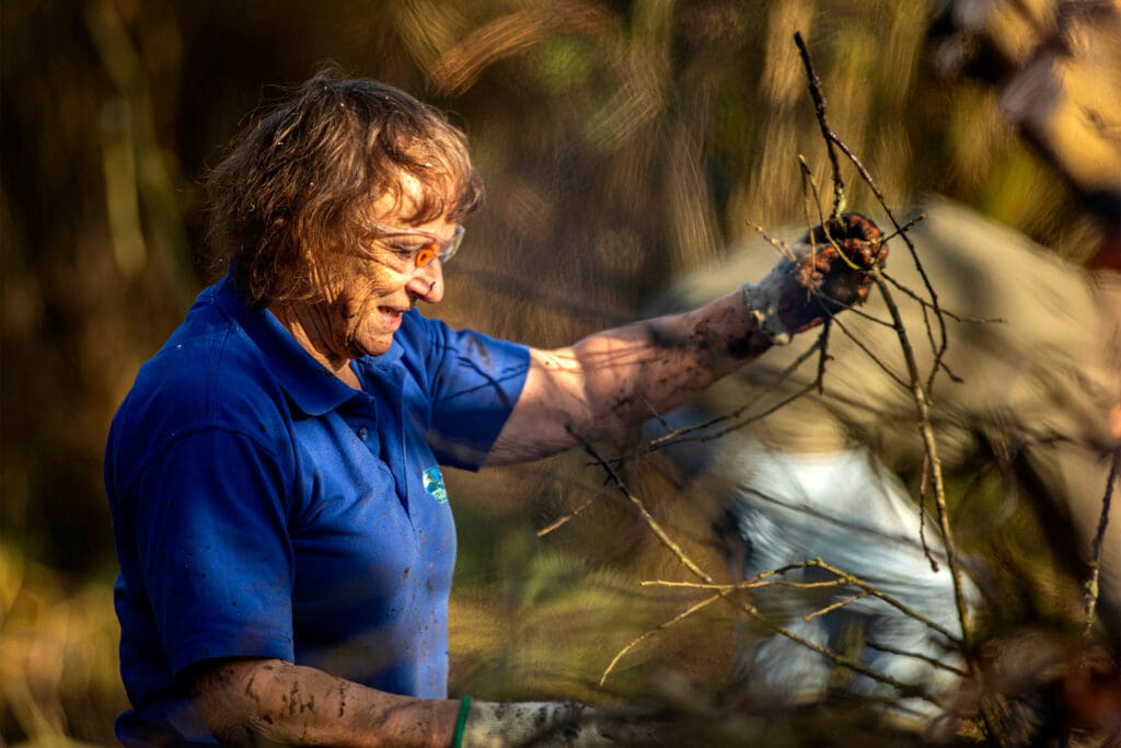 A lady in a blue RSPB polo shirt is holding up the branches of a shrub