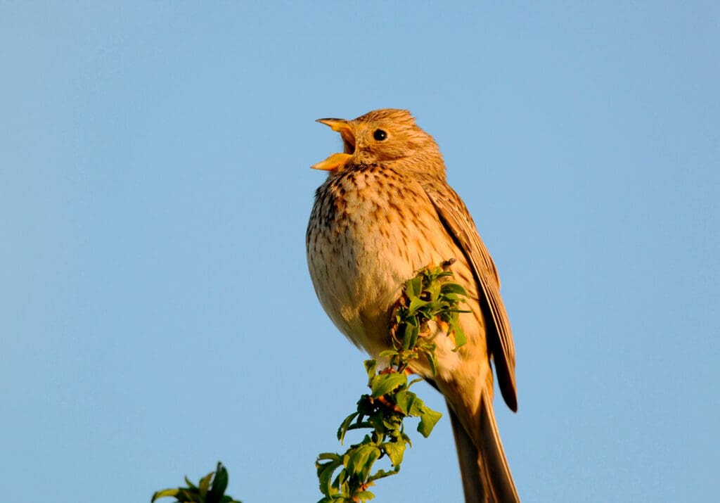 A small light brown bird perched on a leafy twig, singing. Blue sky in the background.