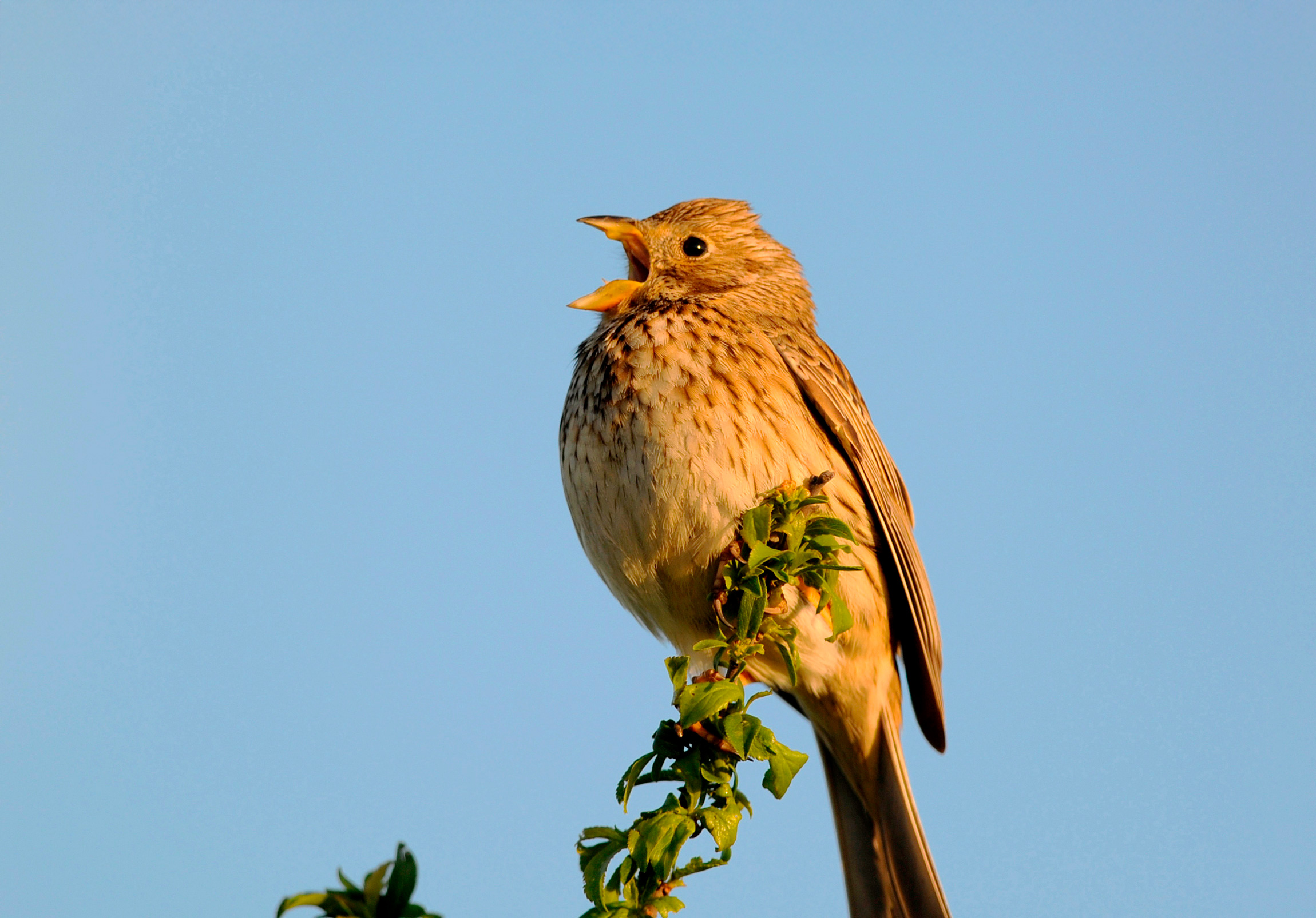 A small light brown bird perched on a leafy twig, singing. Blue sky in the background.