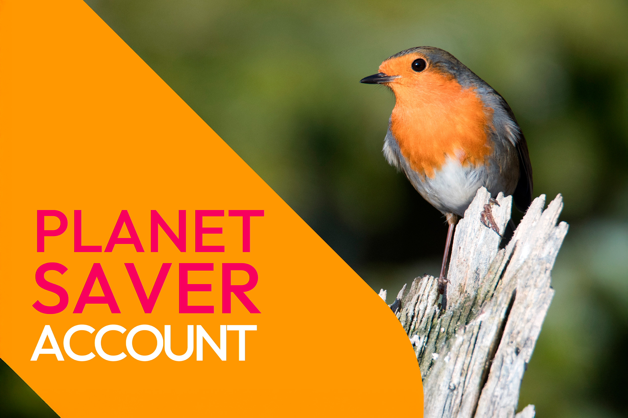 A Robin on a tree stump beside wording that reads "Planet Saver Account"