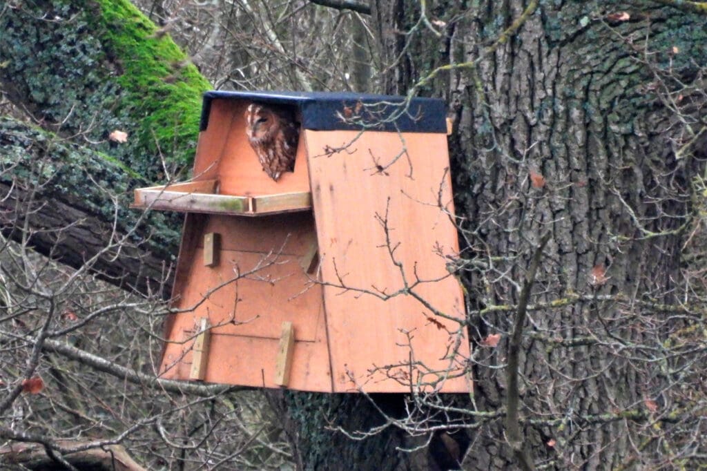 A brown owl emerging from a wooden owl nest box which is attached to a tree trunk