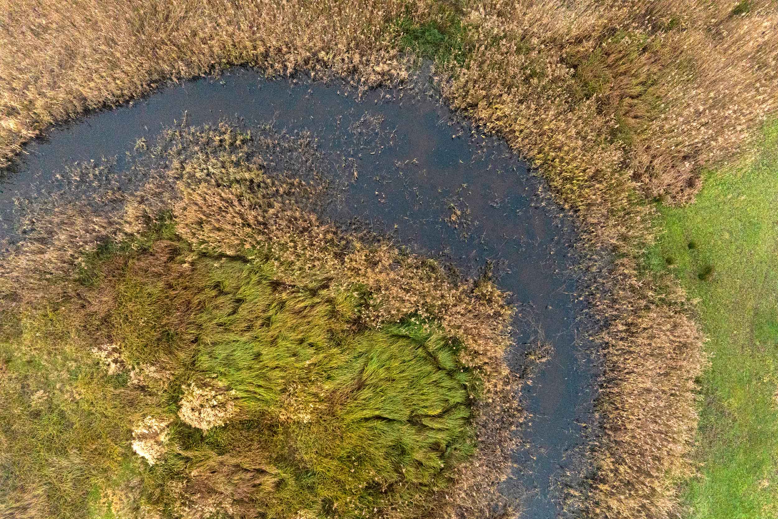 RSPB Ouse Fen, home to multitudinous reed beds