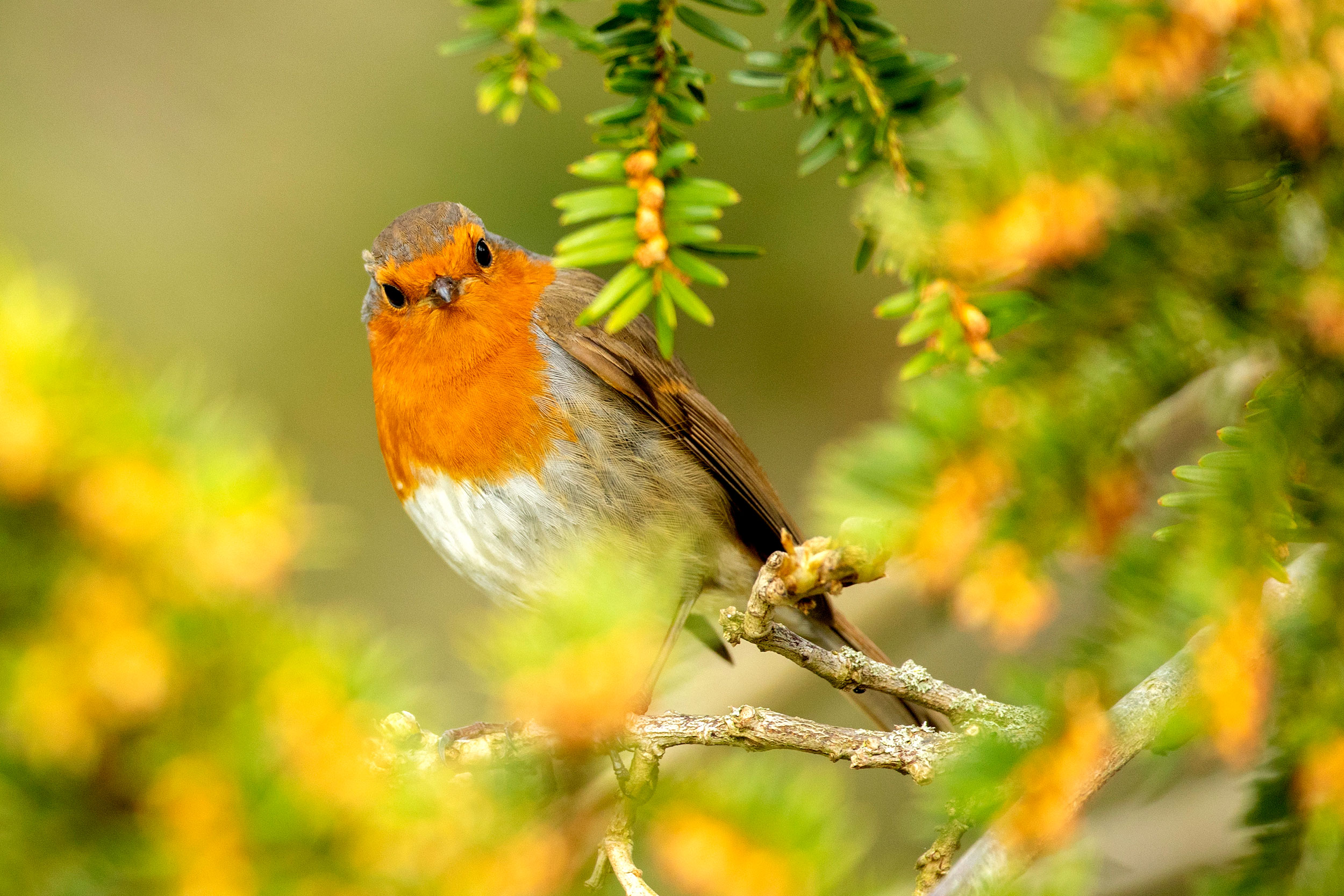 'I know so many people who think that they are on personal terms with their local Robin'