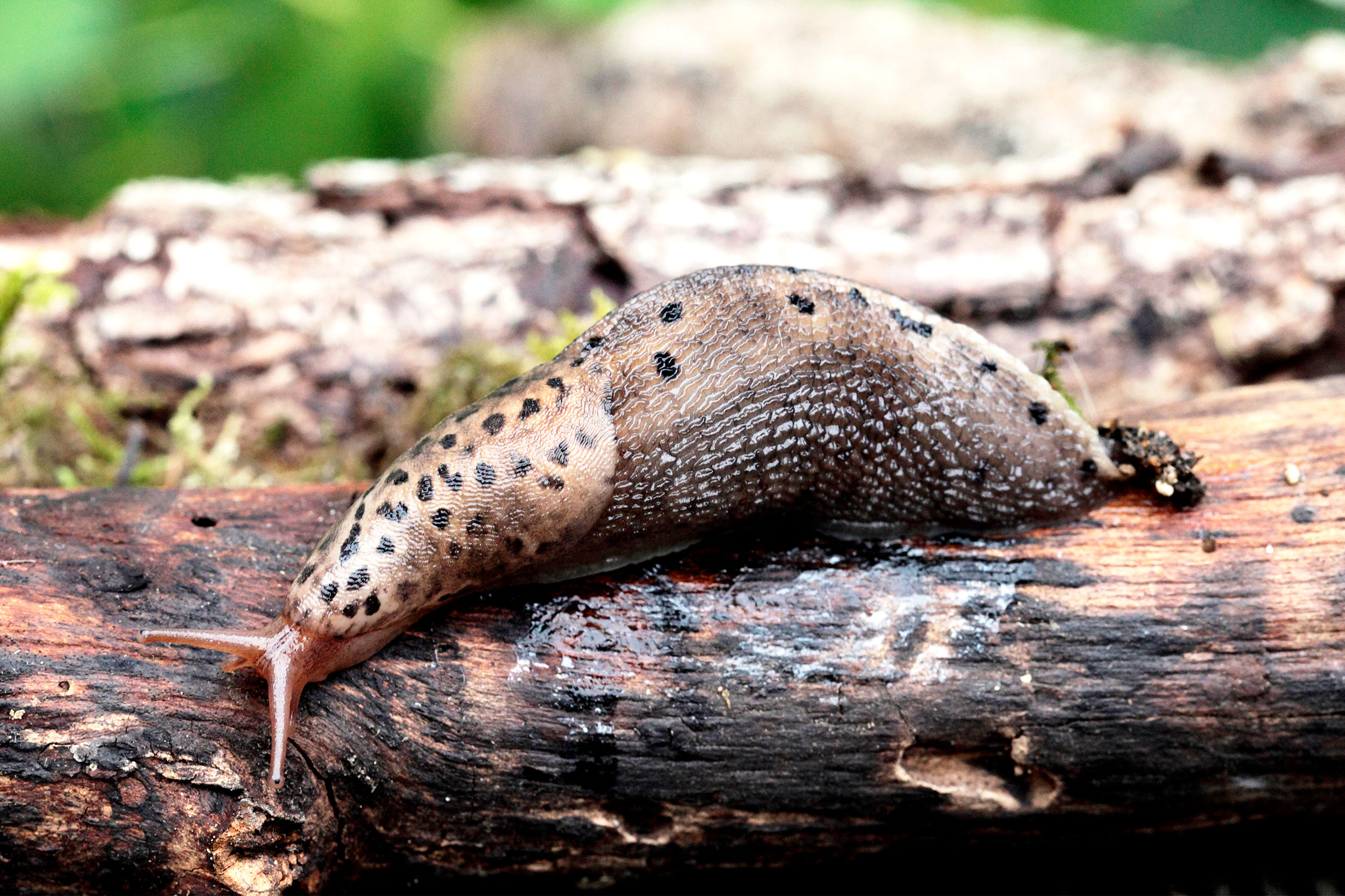 A slug, which won't be deterred from your garden.