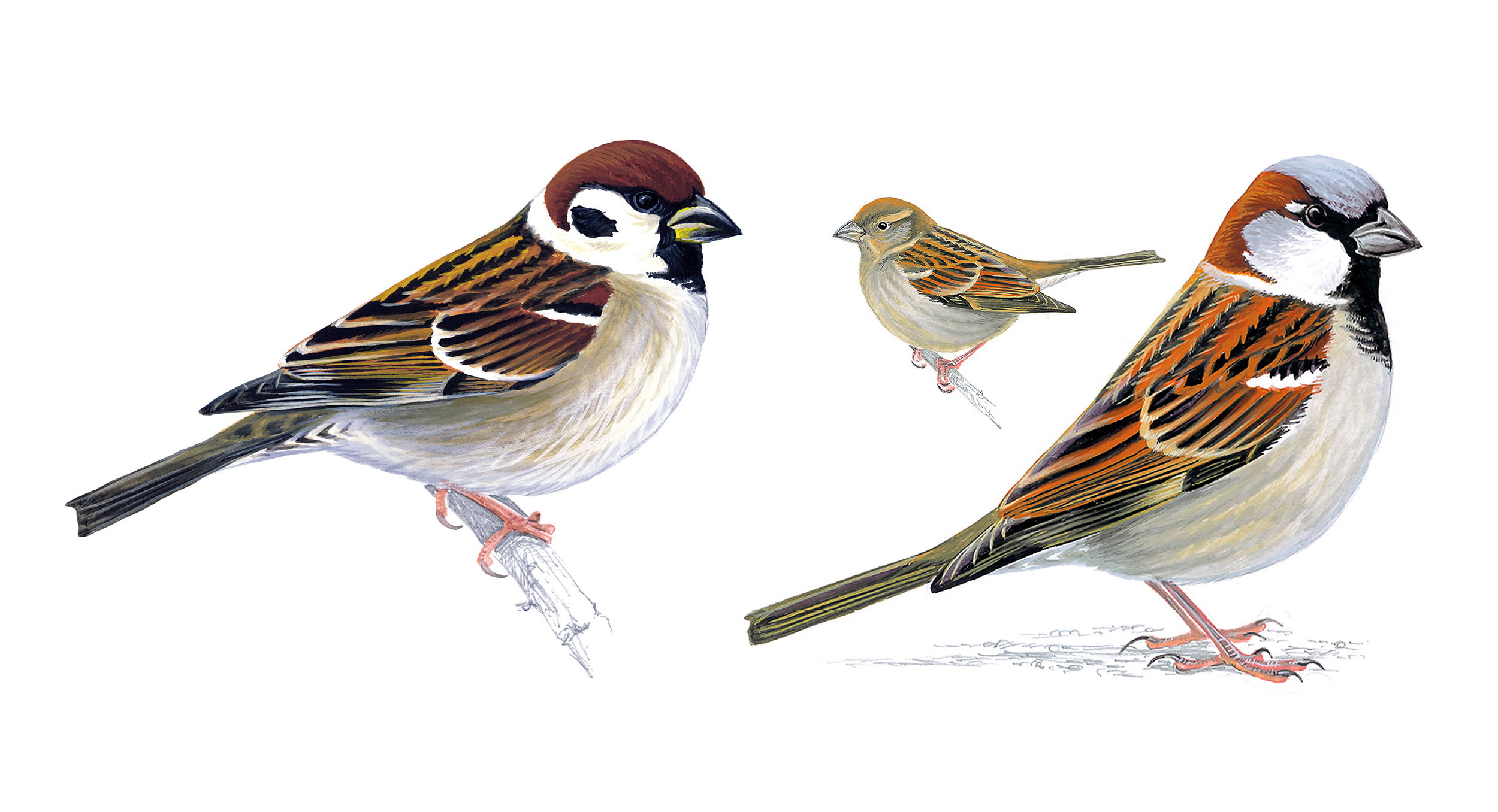 A Tree Sparrow (left) and a House Sparrow (right) with a small example of a female House Sparrow.