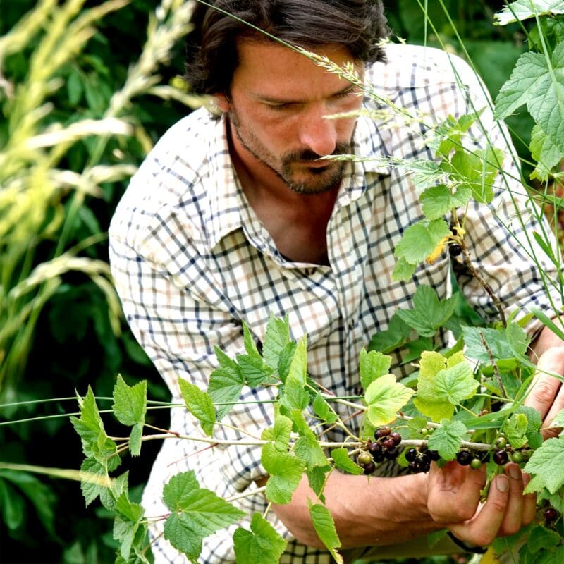 Rob picks Blackcurrant in his garden.