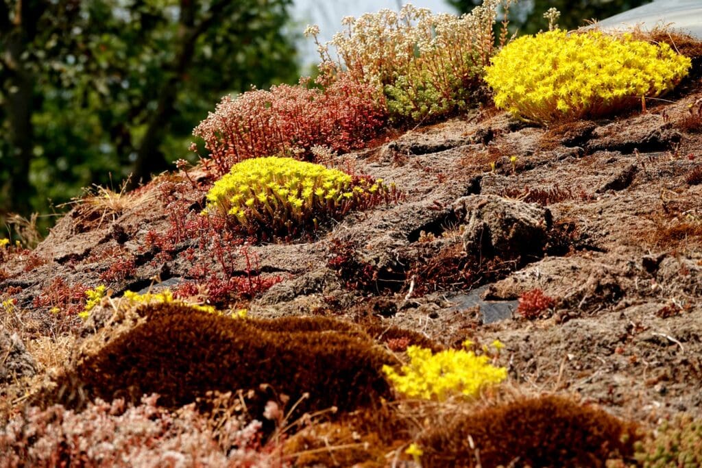 Rob's yurt roof, on which flowering sedums grow.