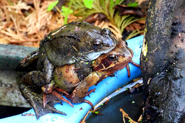 Frogs in Bob’s paddling pools.