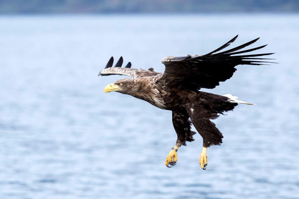 A White-tailed Eagle flying low over the sea