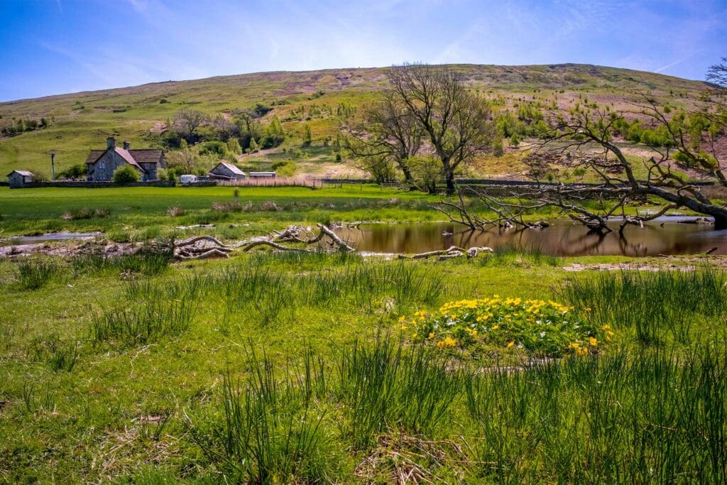 Lush green countryside with a patch of yellow flowers, gry stone walls, trees, old farm buildings and a hill visible in the distance.