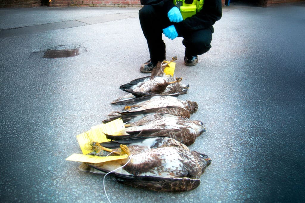 Four poisoned Buzzards found in Derbyshire