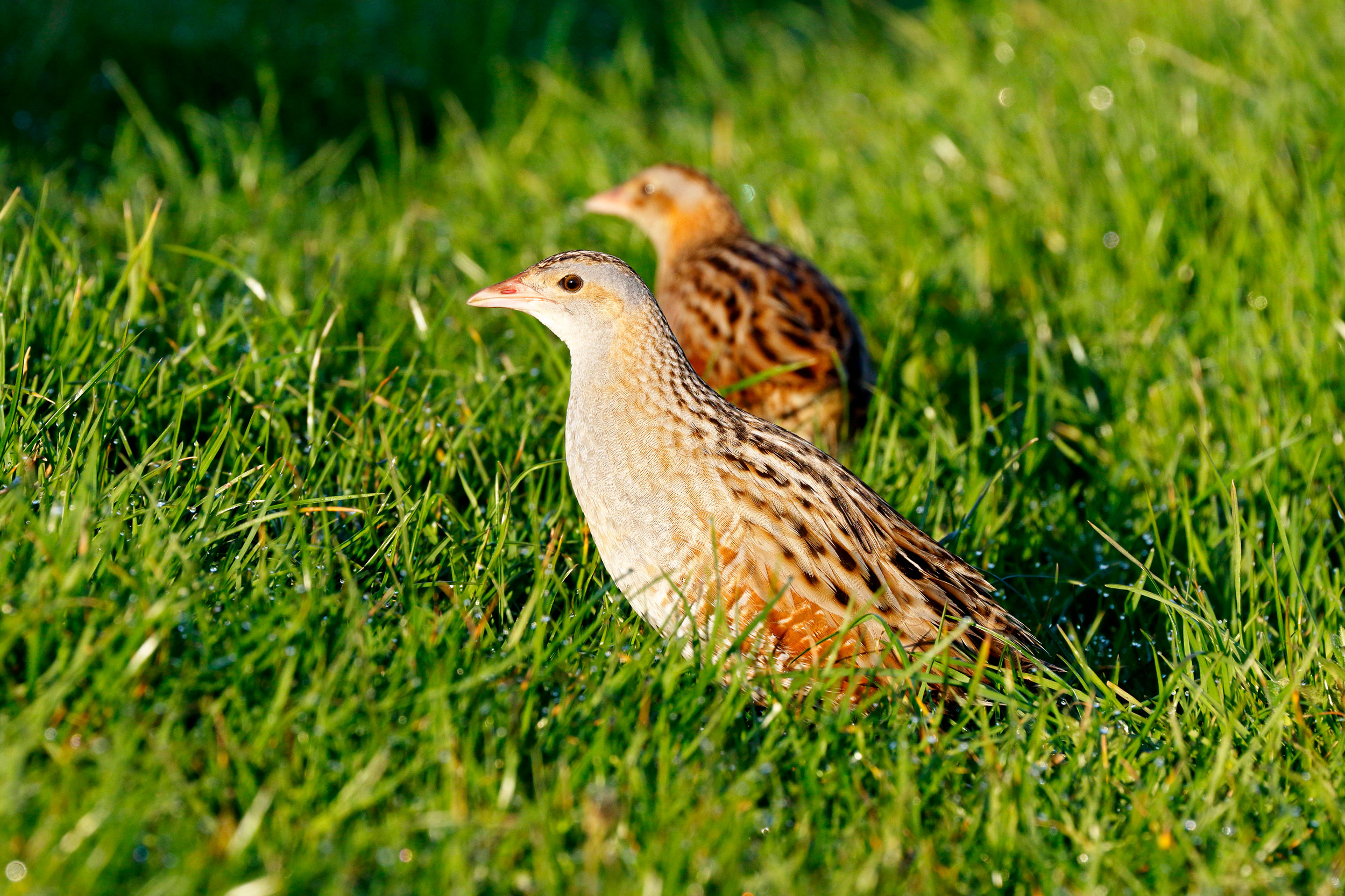 Two Corncrakes in grass.