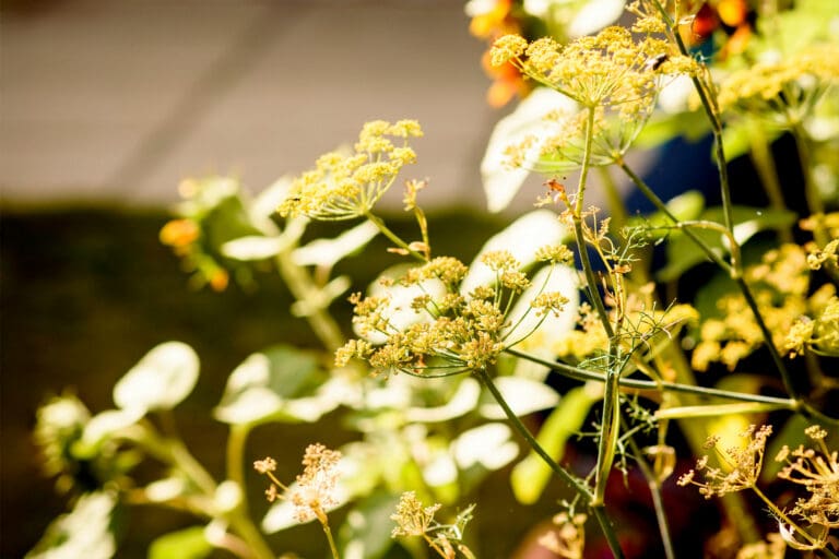 Wildflowers