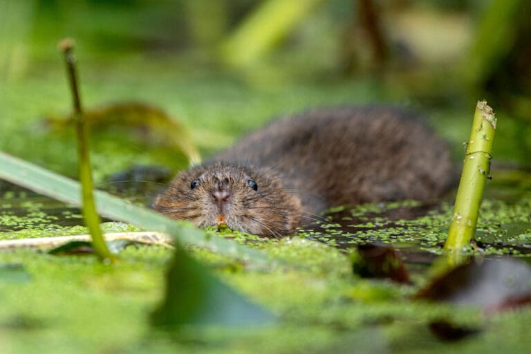 Water Vole in the water, with its face and back above the water.