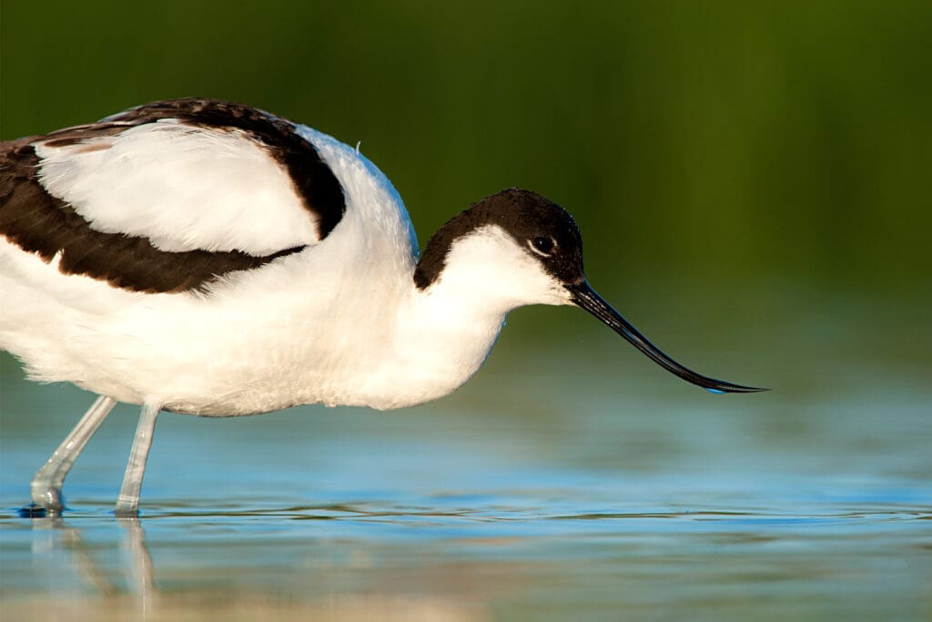 Avocets should benefit from habitat creation at Wallasea