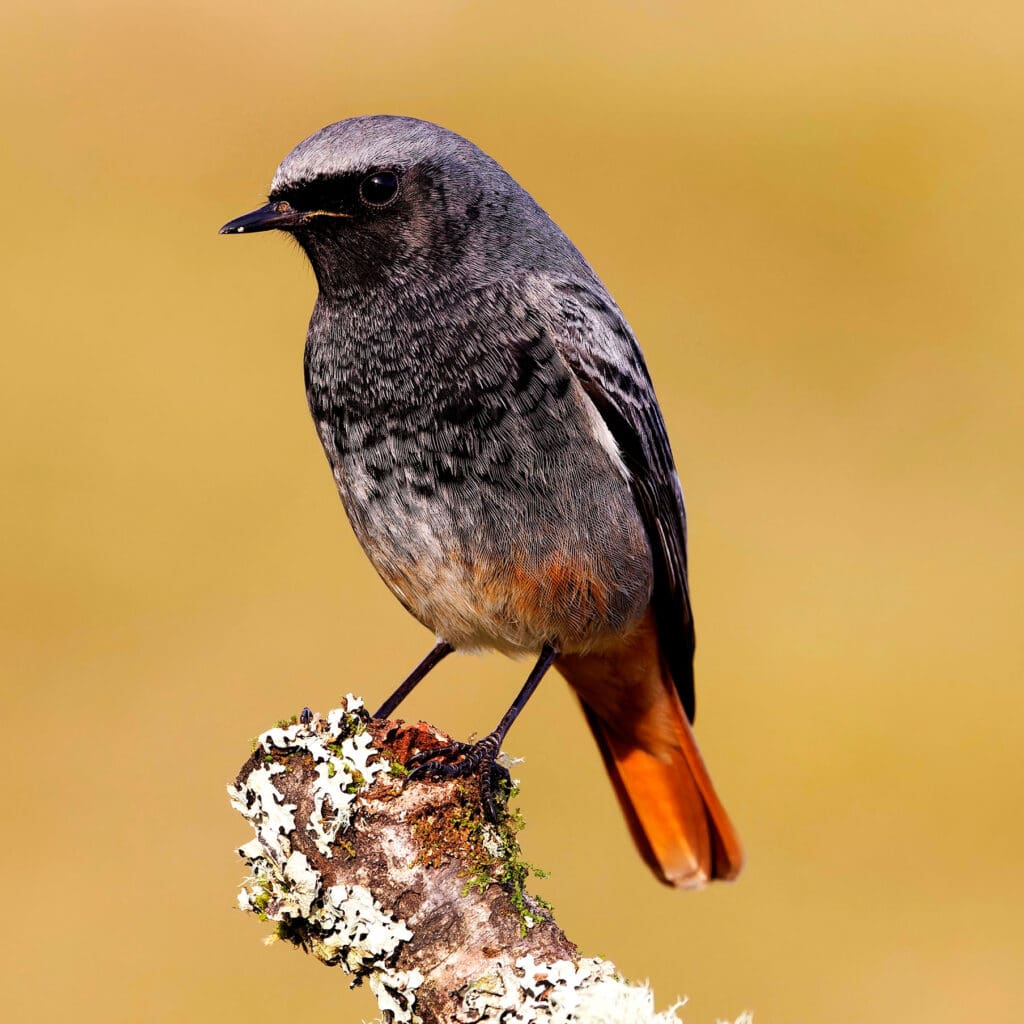 Black Redstart on a branch