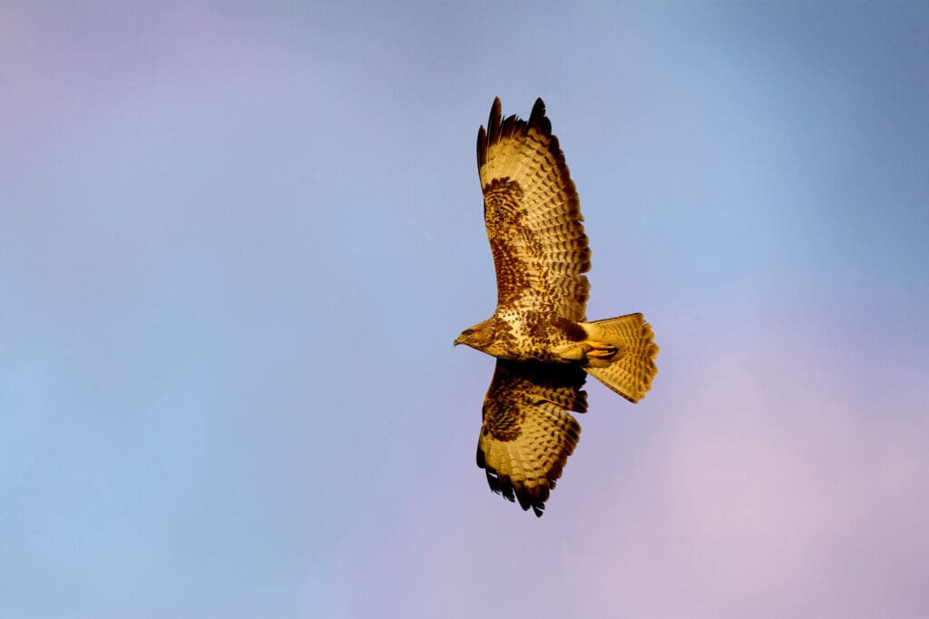 Buzzard from below.