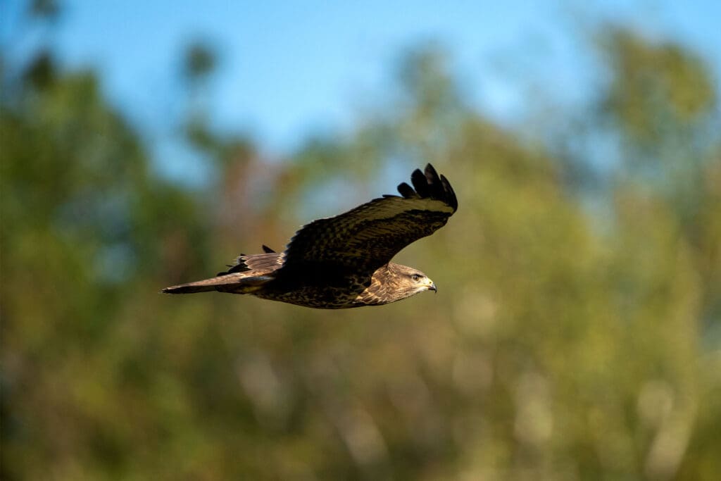 Buzzard from the side.